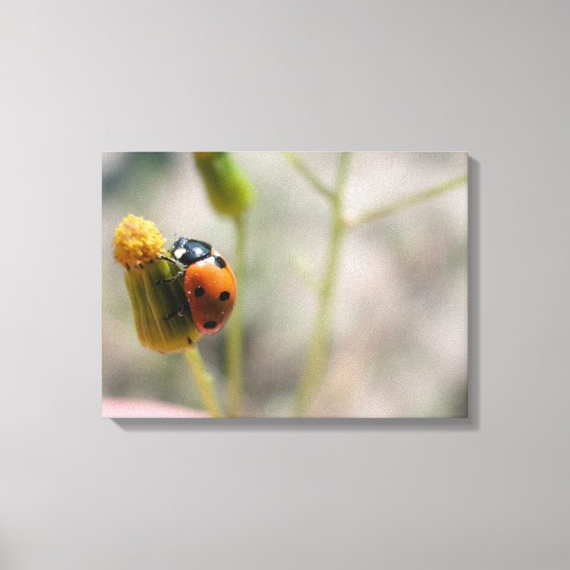 LIENZO 24102385 (Anverso)