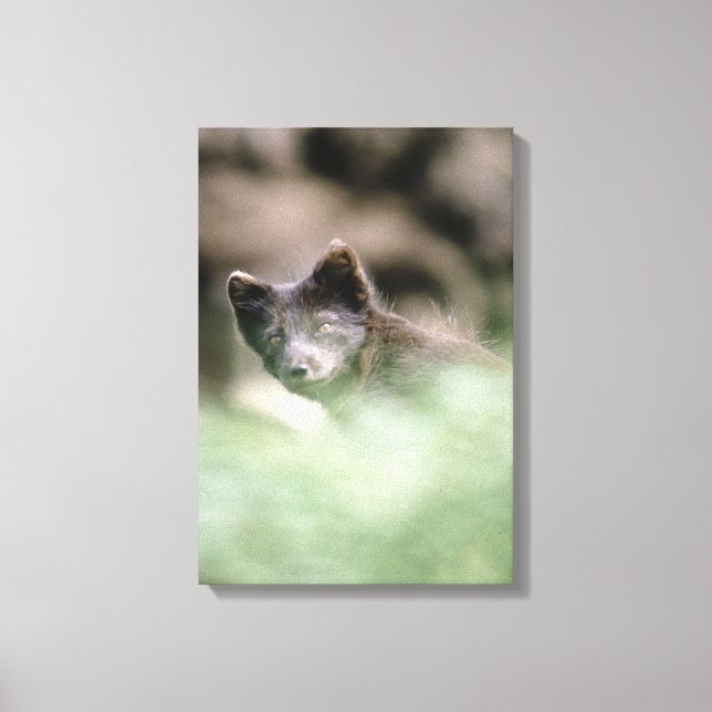 LIENZO 24112466 (Anverso)