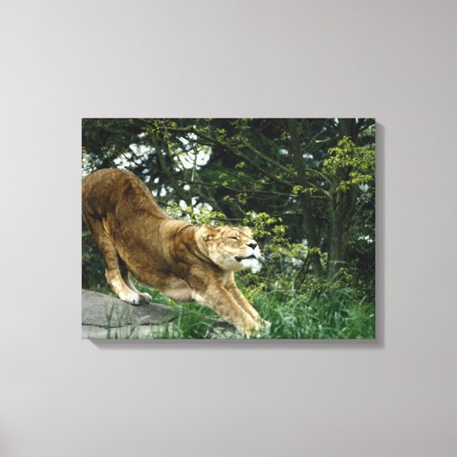 LIENZO 24114343 (Anverso)