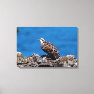 Lienzo 24x16 Osprey sobre las rocas