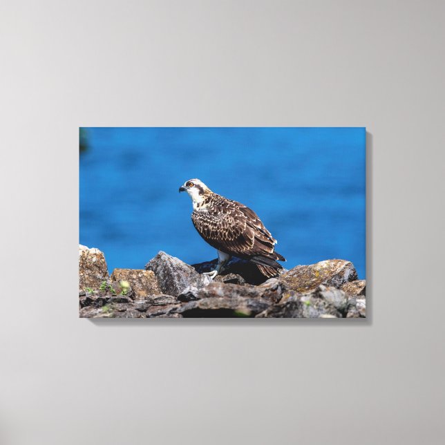 Lienzo 24x16 Osprey sobre las rocas (Anverso)