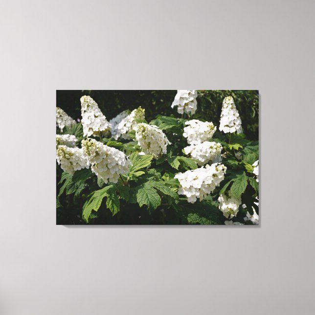 Lienzo 36"x24" Oakleaf Hydrangea (Anverso)