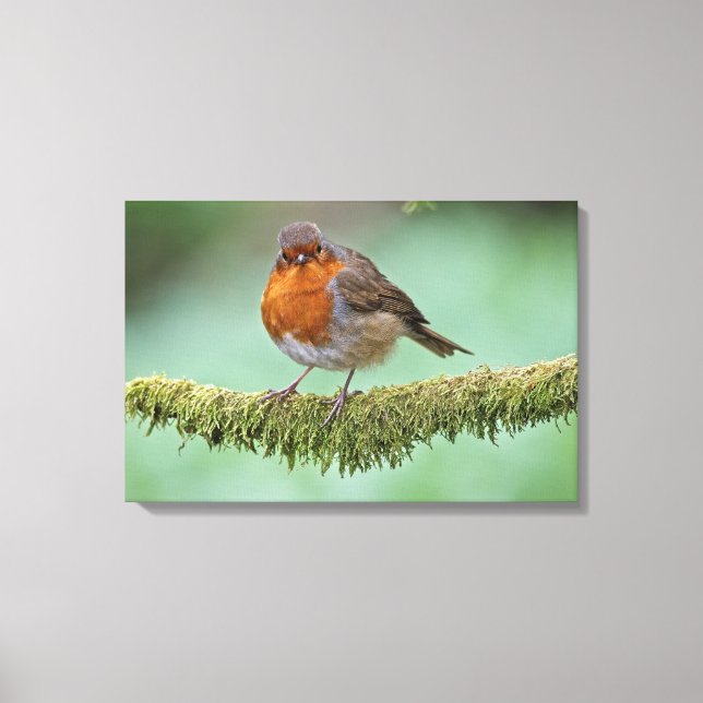 Lienzo 7.º burra (Anverso)