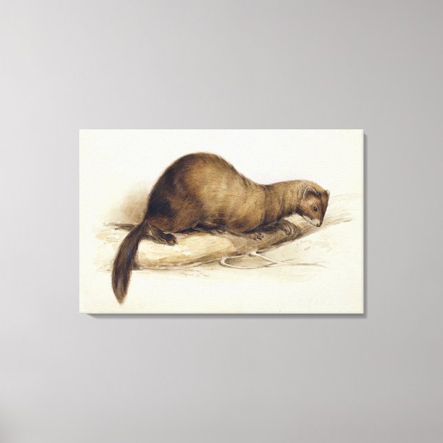Lienzo A Weasel, 1832 (p/c, pluma, tinta, gouache y movim (Anverso)