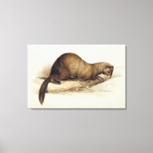 Lienzo A Weasel, 1832 (p/c, pluma, tinta, gouache y movim