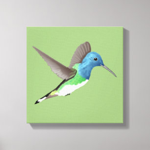 Lienzo Abandonar a Jacobin Hummingbird - transparente.