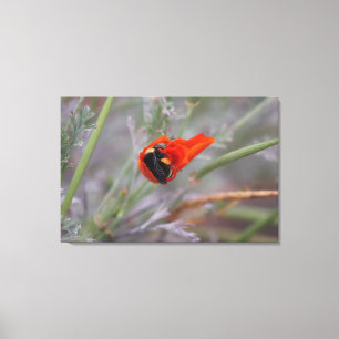 Lienzo Abeja de burbujas dormido en un amapola de Califor