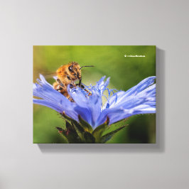 Lienzo Abeja de miel en el floreciente Radicchio