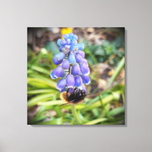 Lienzo Abeja en Muscari Armeniacum , Hiacinato de uva