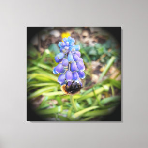 Lienzo Abeja en Muscari Armeniacum , Hiacinato de uva