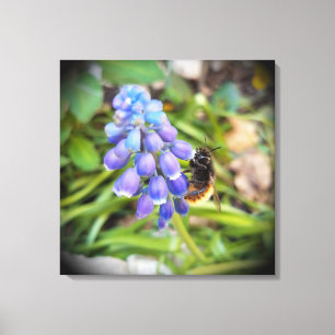 Lienzo Abeja en Muscari Armeniacum , Hiacinato de uva