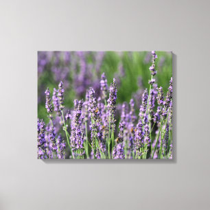 Lienzo Abejas de miel en flores de lavanda