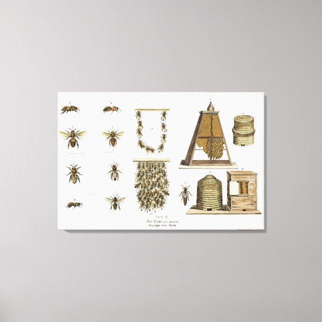 Lienzo Abejas y apicultura, de "The Young Landsman", p. (Anverso)