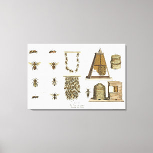 Lienzo Abejas y apicultura, de "The Young Landsman", p.