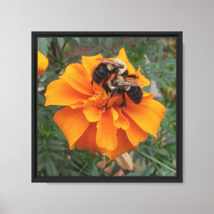 Lienzo Abejorros en Flor de Marigold