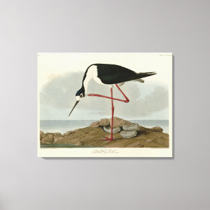 Lienzo Abogado de largas piernas de los pájaros de Améric