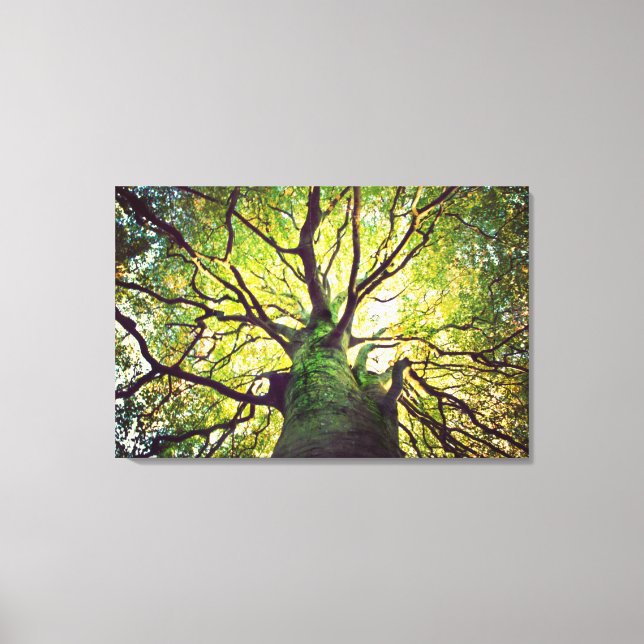 Lienzo Abrazo de árbol (Anverso)