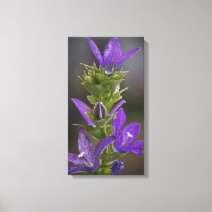 Lienzo Abrigo púrpura de la lona de la galería del plac