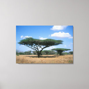 Lienzo Acacia tortilis (Umbrella Thorn Acacia), Mkuze