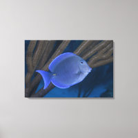 Acanthurus coeruleus con mar