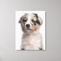 Acercamiento de la cachorra de Blue Merle Australi