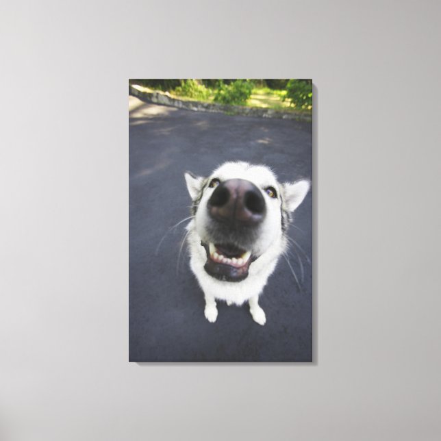 Lienzo Acercamiento de la nariz de husky (Anverso)