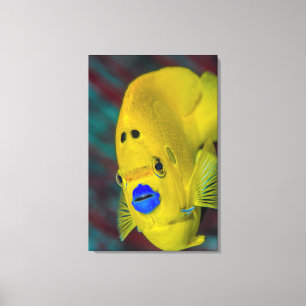 Lienzo Acercamiento de los Angelfish