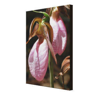 Lienzo Acercamiento de pares de orquídeas de dama rosa sa