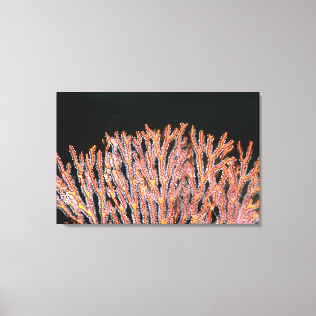 Lienzo Acercamiento de un fanático del mar de Gorgonia (S (Anverso)