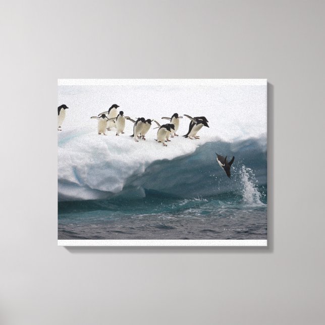 Lienzo Adelie Penguins buceando en el mar Paulette (Anverso)