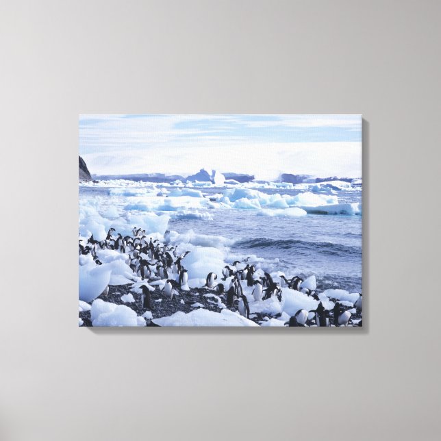 Lienzo Adelie Penguins Pygoscelis adeliae (Anverso)