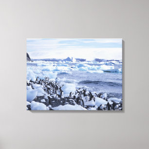 Lienzo Adelie Penguins Pygoscelis adeliae