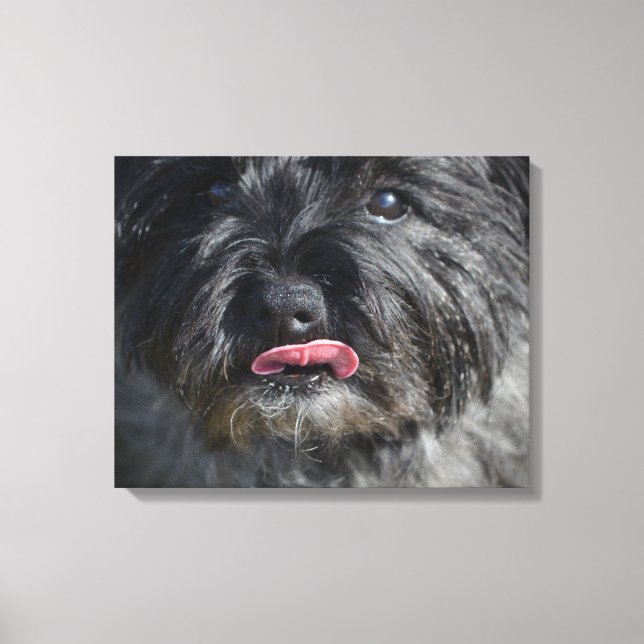 Lienzo Adorable Cairn Terrier (Anverso)