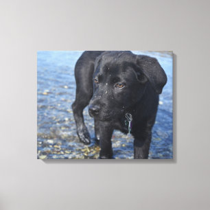 Lienzo Adorable perro porcino del Black Lab