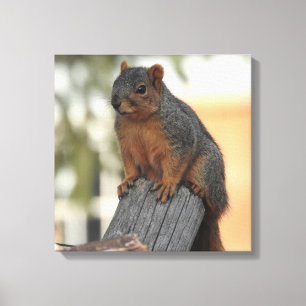 Lienzo Adorable Squirrel Photograph