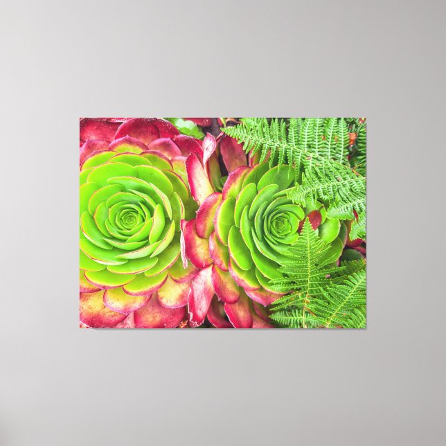 Lienzo Aeonium (Anverso)