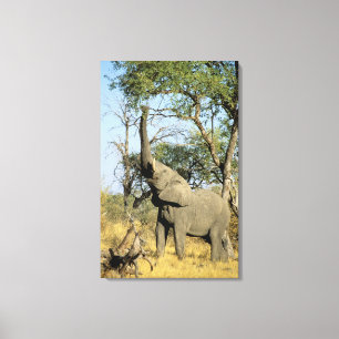 Lienzo África, Botsuana, Delta del Okavango. Africano 2