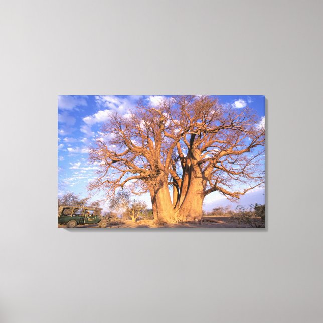 Lienzo África, Botsuana, Delta del Okavango. Baobab (Anverso)