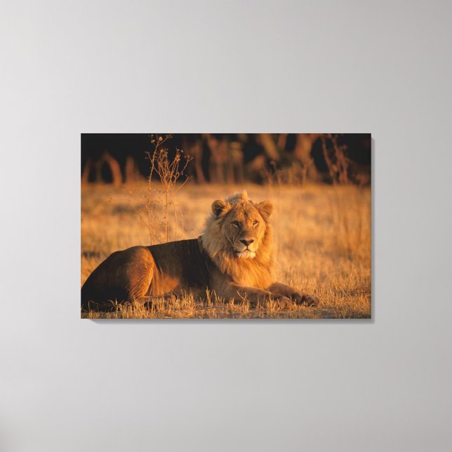 Lienzo África, Botsuana, Delta del Okavango. León (Panthe (Anverso)