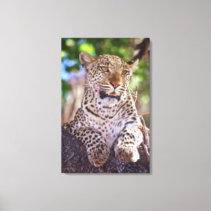 Lienzo África, Botsuana, Delta del Okvango, leopardo salv
