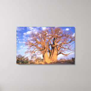 Lienzo África, Botsuana, Delta Okavango. Baobab