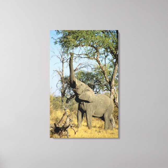 Lienzo África, Botswana, Delta del Okavango. Africano 2 (Anverso)