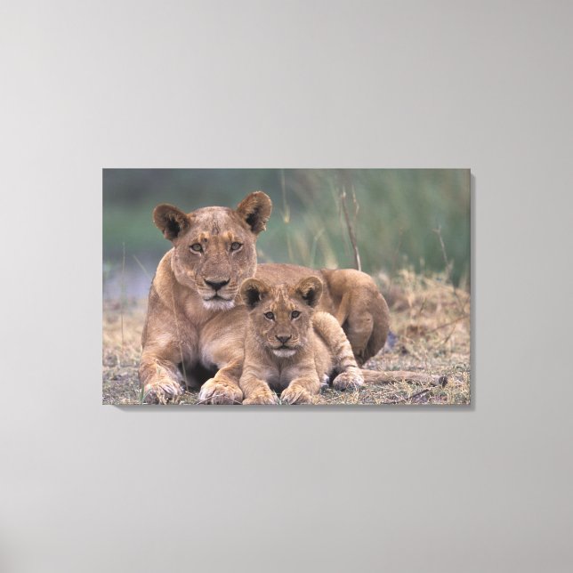 Lienzo África, Botswana, Delta del Okavango. Leones (Anverso)