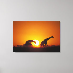 Lienzo África, Botswana, Parque Nacional de Chobe, Giraff