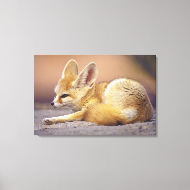 Lienzo África del Norte. Fennec Fennecus zerda) (Anverso)