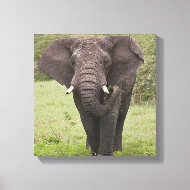 Lienzo África: Elefante tanzano en el cráter del Ngorongo (Anverso)