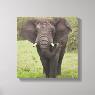 Lienzo África: Elefante tanzano en el cráter del Ngorongo