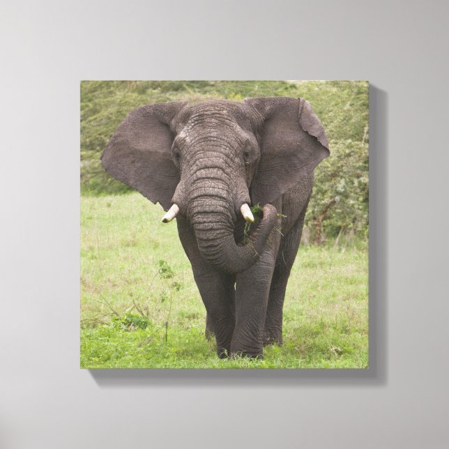 Lienzo África: Elefante tanzano en el cráter del Ngorongo (Anverso)