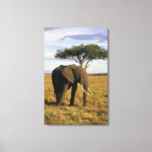 Lienzo África, Kenia, Maasai Mara. Un elefante en el