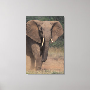 Lienzo África, Kenia, Nanyuki, Mpala. Elefante africano.